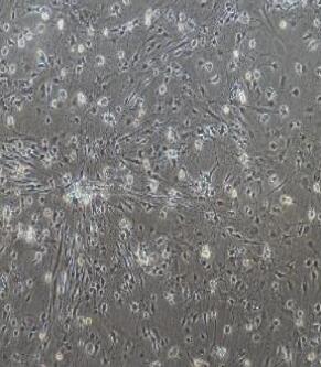 大鼠脑皮层神经元细胞,Rat Cortical Neurons Cells
