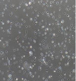 大鼠海马神经元细胞,Rat Hippocampal Neurons Cells