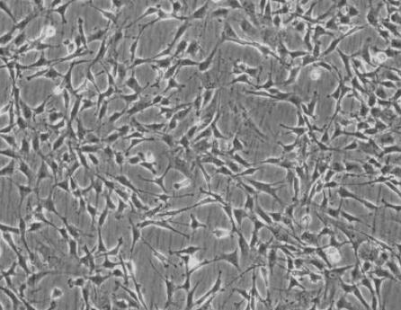 大鼠胸腺上皮細胞,Rat Thymic Epithelial Cells