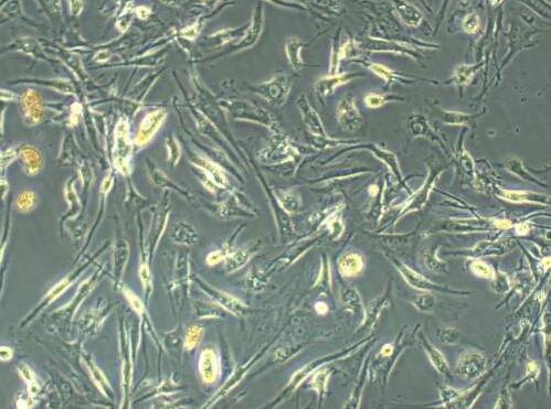 大鼠胸腺成纖維細(xì)胞,Thymic Fibroblasts Cells