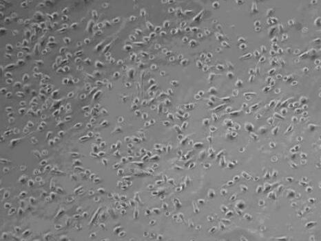 大鼠脾源性内皮祖细胞,Rat Spleen Derived Endothelial Progenitor Cells