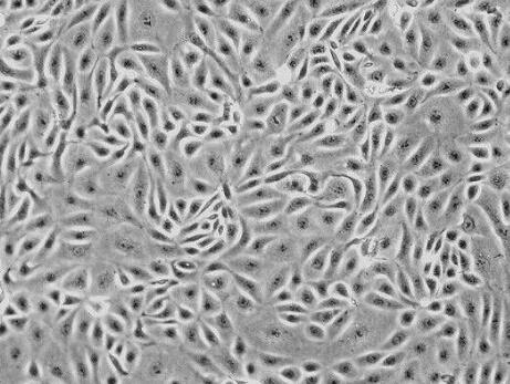 大鼠淋巴管成纤维细胞,Rat Lymphatic Fibroblasts Cells