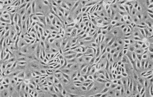 大鼠脑膜细胞,Rat Meningeal Cells