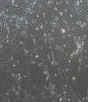 大鼠神經(jīng)膠質(zhì)細(xì)胞,Rat Brain Glial Cells