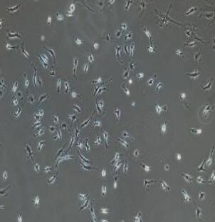 大鼠少突小膠質(zhì)細(xì)胞,Rat Oligodendrocytes Cells