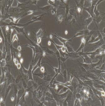 大鼠角膜上皮细胞,Rat Corneal Epithelial Cells