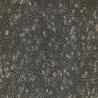 大鼠视网膜色素上皮细胞,Rat Retinal Pigment Epithelial Cells
