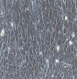 大鼠结膜成纤维细胞,Conjunctival Fibroblasts Cells