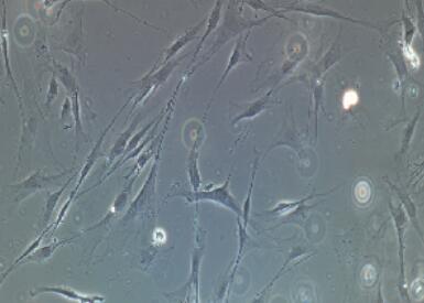 大鼠牙周膜干细胞,Rat Periodontal Ligament Stem Cells