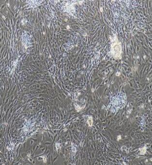 大鼠口腔黏膜上皮细胞,Rat Oral Epithelial Cells