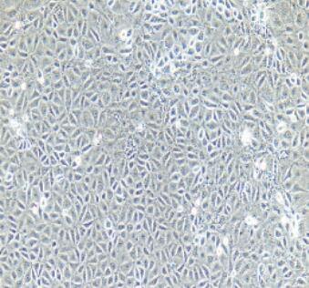 小鼠支气管上皮细胞,Bronchial Epithelial Cells