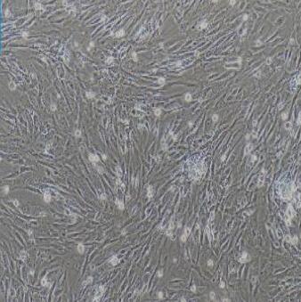 小鼠脂肪干细胞