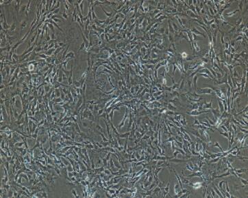 小鼠主動脈內(nèi)皮細(xì)胞,Aortic Endothelial Cells