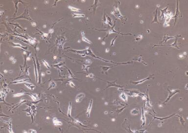 小鼠心肌细胞,Cardiomyocytes Cells