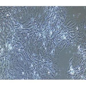 大鼠海绵体平滑肌细胞