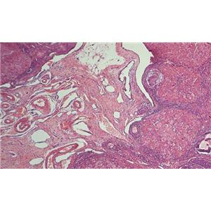 大鼠卵巢表面上皮细胞,Rat Ovarian Surface Epithelial Cells