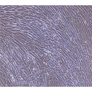 大鼠滑膜成纤维细胞