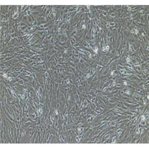 大鼠脂肪微血管内皮细胞