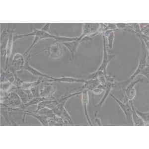 大鼠骨髓单核细胞