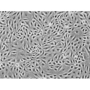 大鼠淋巴管成纤维细胞