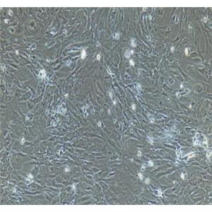小鼠主动脉外膜成纤维细胞