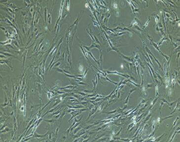 小鼠颈动脉内皮细胞,Carotid Artery Endothelial Cells