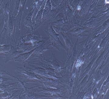 小鼠食管平滑肌細(xì)胞,Esophageal Smooth Muscle Cells