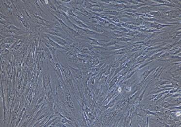 小鼠胃平滑肌细胞,Gastric Smooth Muscle Cells