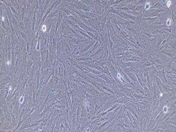 小鼠胃成纤维细胞,Gastric Fibroblasts Cells