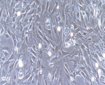 小鼠小肠平滑肌细胞,Small Intestinal Smooth Muscle Cells