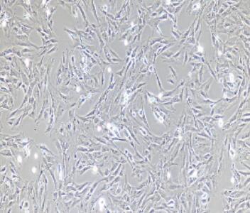 小鼠小肠成纤维细胞,Small Intestinal Fibroblasts Cells