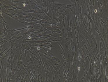 小鼠結(jié)腸平滑肌細胞,Colon Smooth Muscle Cells