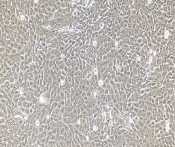 小鼠小肠粘膜上皮细胞,Small Intestinal Mucosal Epithelial Cells