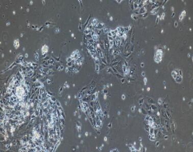 小鼠结肠粘膜上皮细胞,Colonic Mucosal Epithelial Cells