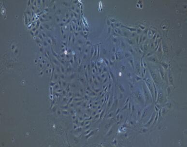 小鼠肝内胆管上皮细胞,Intrahepatic Bile Duct Epithelial Cells