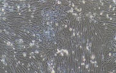 小鼠肠间质细胞,Mouse Interstitial Cells