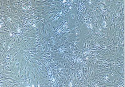 小鼠肾小球内皮细胞,Glomerular Endothelial Cells