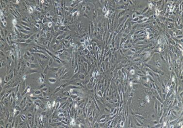 小鼠输尿管上皮细胞,Ureteral Epithelial Cells