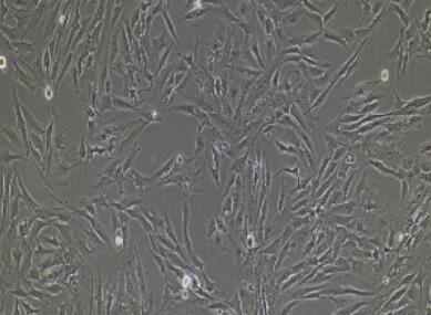小鼠甲状腺上皮细胞,Thyroid Epithelial Cells
