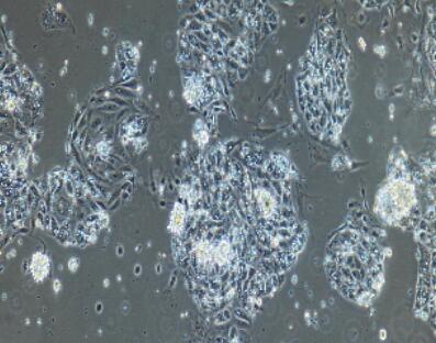 小鼠小肠隐窝上皮细胞,Small Intestine Crypt Epithelial Cells