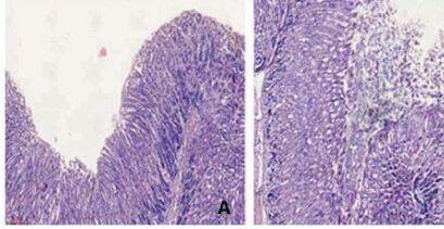 小鼠胃黏膜成纤维细胞,Gastric Mucosal Fibroblasts Cells