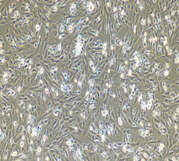 小鼠输尿管平滑肌细胞,Ureter Smooth Muscle Cells