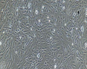 小鼠前列腺上皮细胞,Prostate Epithelial Cells