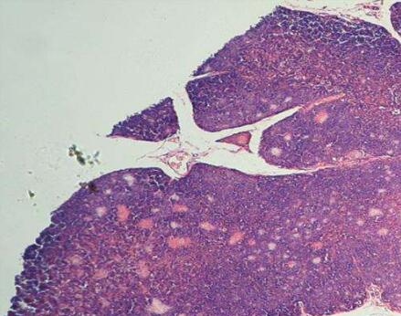 小鼠胸腺細(xì)胞,Thymocytes Cells