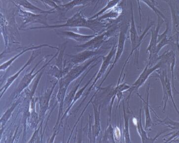 小鼠胸腺基質細胞,Thymus Stromal Cells