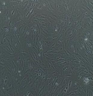 小鼠海绵体平滑肌细胞,Sponge Smooth Muscle Cells