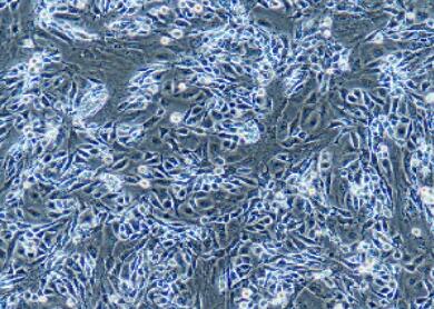 小鼠卵巢颗粒细胞,Ovarian Granulosa Cells