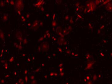 小鼠卵巢间质细胞,Ovarian Stromal Cells