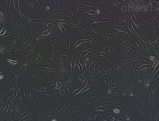 小鼠输卵管上皮细胞,Tubal Epithelial Cells