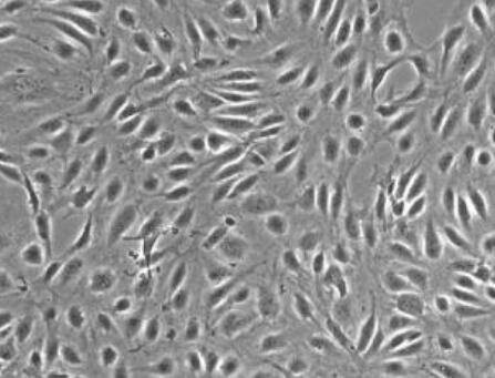 小鼠子宫内膜上皮细胞,Endometrial Epithelial Cells